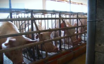 Situacija u vezi sa afričkom kugom svinja izuzetno ozbiljna, biće eutanazirano 11.000 grla