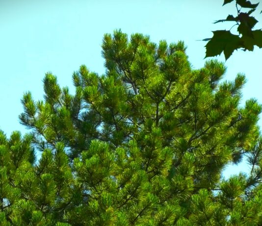 Štete u državnim šumama Srbije premašile 140.000 kubika drveta