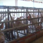 Stručnjaci za stočarstvo podeljeni, jedni za afričku kugu svinja krive državu, drugi odgajivače