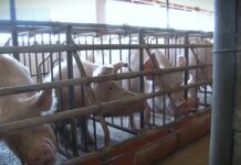 Stručnjaci za stočarstvo podeljeni, jedni za afričku kugu svinja krive državu, drugi odgajivače
