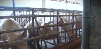 Stručnjaci za stočarstvo podeljeni, jedni za afričku kugu svinja krive državu, drugi odgajivače