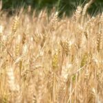 Toplotni talas izbrisao više od dve milijarde evra iz evropske žetve