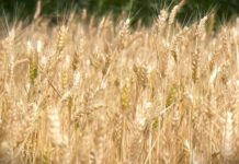 Toplotni talas izbrisao više od dve milijarde evra iz evropske žetve