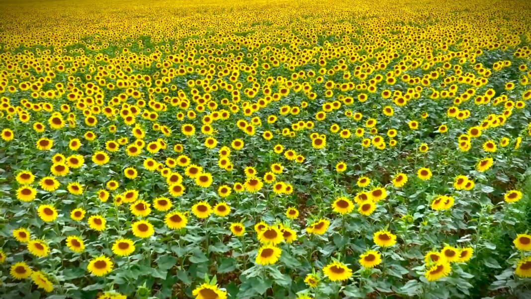 suncokretovi polje