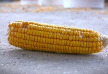 Stručnjaci o visokoj temperaturi i suši: Poljoprivreda mora da se prilagođava