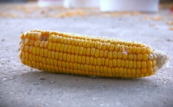 Stručnjaci o visokoj temperaturi i suši: Poljoprivreda mora da se prilagođava
