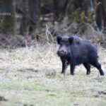 Afrička kuga svinja prisutna u sedam okruga: Uginulo ili eutanazirano 36.101 grlo
