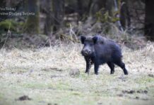 Afrička kuga svinja prisutna u sedam okruga: Uginulo ili eutanazirano 36.101 grlo