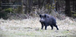Afrička kuga svinja prisutna u sedam okruga: Uginulo ili eutanazirano 36.101 grlo