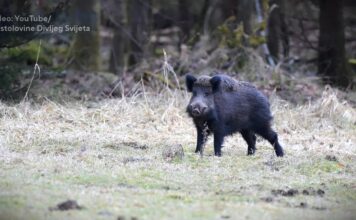 Afrička kuga svinja prisutna u sedam okruga: Uginulo ili eutanazirano 36.101 grlo