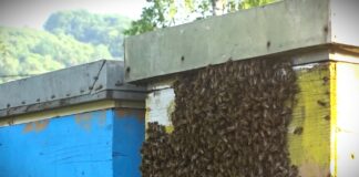 Novi parazit pčela na samo 1.600 kilometara od Srbije