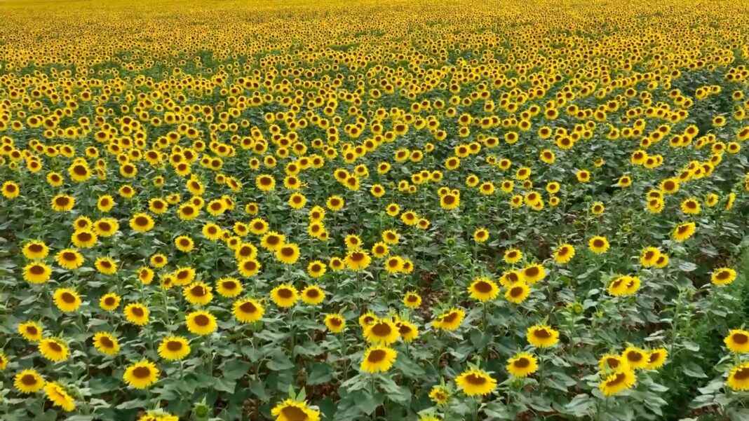 suncokretovi polje