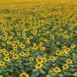 U južnom Banatu suncokret odoleva tropskoj temperaturi i suši