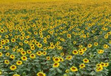 U južnom Banatu suncokret odoleva tropskoj temperaturi i suši