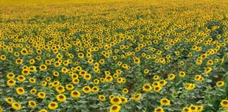 U južnom Banatu suncokret odoleva tropskoj temperaturi i suši