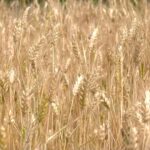 Izvoz žitarica i prehrambenih proizvoda među glavnim osloncima srpske trgovine