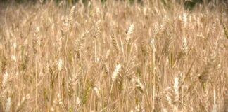 Izvoz žitarica i prehrambenih proizvoda među glavnim osloncima srpske trgovine
