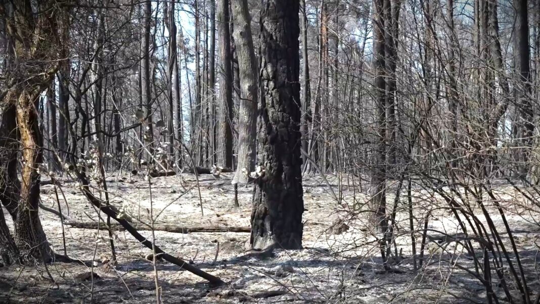 Obnova Deliblatske peščare neće početi odmah, prvo procena štete