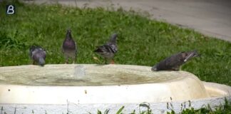 RHMZ: Od četvrtka jak toplotni talas, temperatura i do 42 stepena