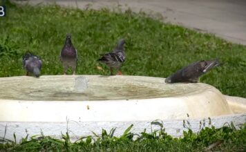RHMZ: Od četvrtka jak toplotni talas, temperatura i do 42 stepena