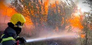 Za 20 godina u Srbiji u požarima izgorelo 51.632 hektara šuma