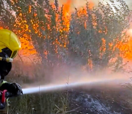 Za 20 godina u Srbiji u požarima izgorelo 51.632 hektara šuma