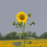 Poljoprivrednici Srbije sutra sa predstavnicima Vlade o cenama mleka i ratarskih kultura