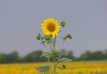 Poljoprivrednici Srbije sutra sa predstavnicima Vlade o cenama mleka i ratarskih kultura