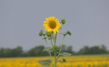 Poljoprivrednici Srbije sutra sa predstavnicima Vlade o cenama mleka i ratarskih kultura