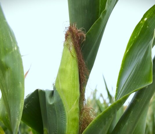 Poljoprivrednici: Prinosi prepolovljeni, cene minimalne, ako zakasne i subvencije slede protesti